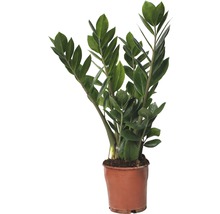 Glücksfeder FloraSelf Zamioculcas zamiifolia H 45-55 cm Ø 13 cm Topf-thumb-0