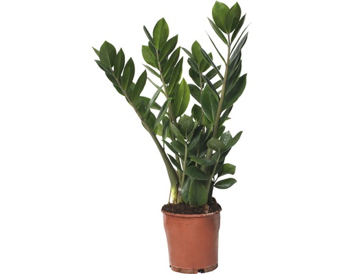 Zamioculcas zamiifolia FloraSelf H 45-55 cm pot de Ø 13 cm-0