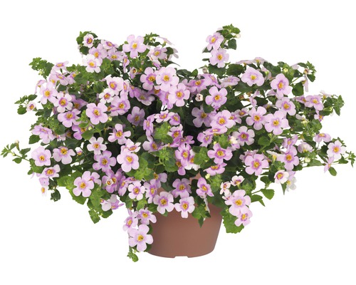 Schneeflockenblume FloraSelf Bacopa sutera 'Pink Heart'  12 cm Topf -  HORNBACH Luxemburg