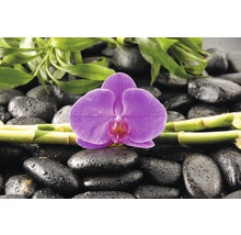 Poster Orchidee 61x91,5 cm