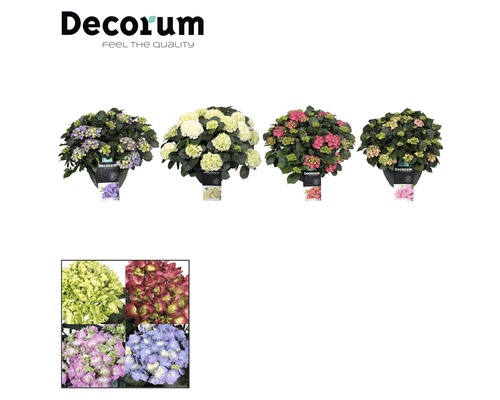 Différents hortensias en pot