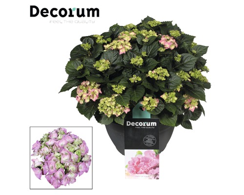 Hortensia rose décorative en pot