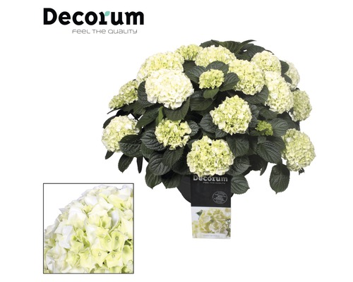 Hortensia avec fleurs