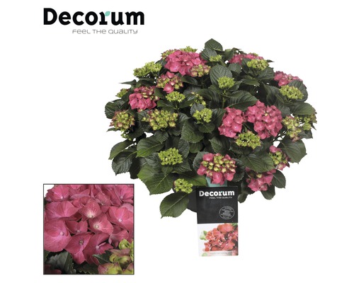 Hortensia FloraSelf Hydrangea macrophylla h 45-60 cm Co 7,5 l assorti