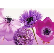 Gros plan d''anémones et de fleurs d''oignon d''ornement