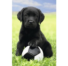 Poster Dog - Labrador Football 61x91,5 cm-thumb-2