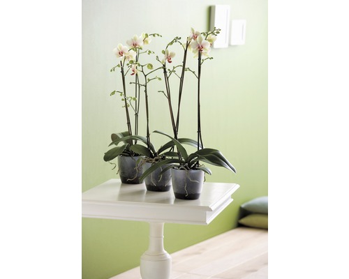 Drei Orchideen in Töpfen auf einem weißen Tisch