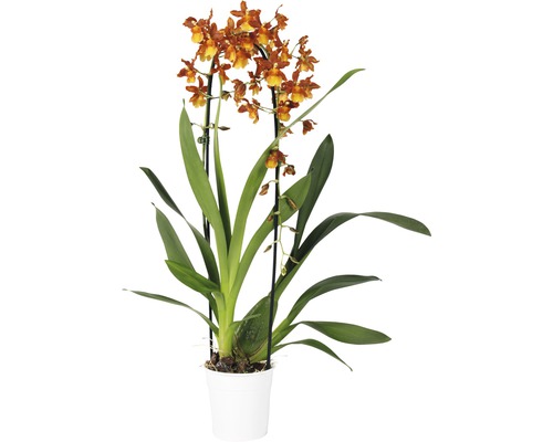 Orchidee cambria FloraSelf Cambria x Hybride 'Catatante Cascade' h 65 cm pot Ø 12 cm 1 panicule