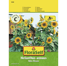 FloraSelf Sonnenblumen-Samenpackung Helianthus annuus Hohe Riesen