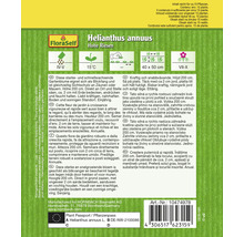 Verpackung für Helianthus annuus Hohe Riesen Blumensamen