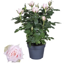 Rosier Santa Catalina FloraSelf Rosa Hybride 'Catalina' h 30-40 cm pot Ø 13 cm rose clair-thumb-0