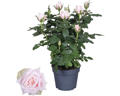 Rosier Santa Catalina FloraSelf Rosa Hybride 'Catalina' h 30-40 cm pot Ø 13 cm rose clair