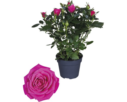 Rosa Regina H 33-39 cm-0