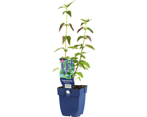 Duftnessel FloraSelf Agastache-Cultivars 'Black Adder' H 5-70 cm Co 0,5 L