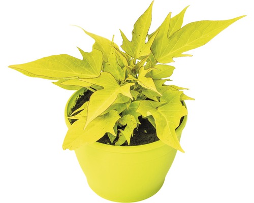 Ipomée Sweet Caroline Lightgreen FloraSelf® pot de 12, vert tilleul