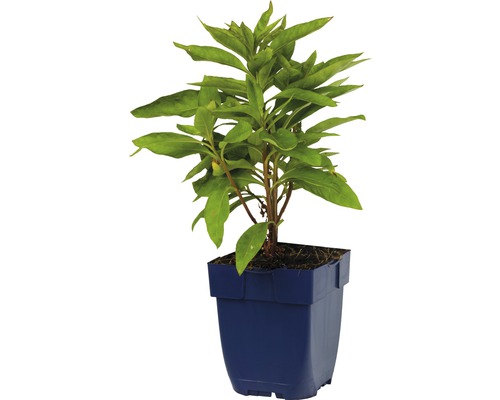Jeune plant en pot