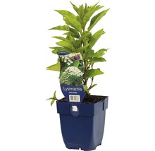 Lysimachia clethroides Pflanze im Topf