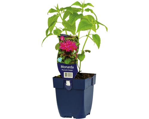 Indiandernessel FloraSelf Monarda fistulosa 'Marshalls Delight' H 5-20 cm Co 0,5 L Monarda Marshall''s Delight Pflanze im Topf
