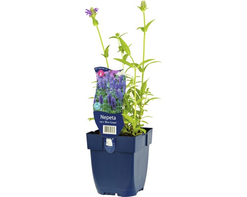 Geaderte Katzenminze FloraSelf Nepeta nervosa 'Blue Carpet' H 5-40 cm Co 0,5 L Nepeta Blue Carpet Pflanze im Topf