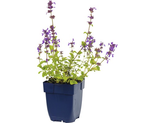 Katzenminze in einem Topf