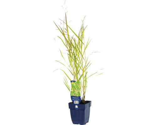 Bläuliche Rutenhirse FloraSelf Panicum virgatum 'Heavy Metal' H 5-125 cm Co 0,5 L Grasstaude in einem Topf