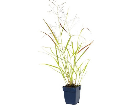Herbe ornementale en pot