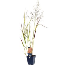 Plant de panic érigé en pot