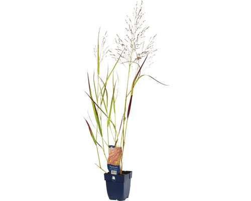 Panic érigé brun rouge FloraSelf Panicum virgatum 'Rehbraun' h 5-100 cm Co 0,5 l