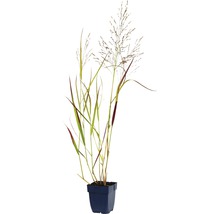 Graminée ornementale en pot