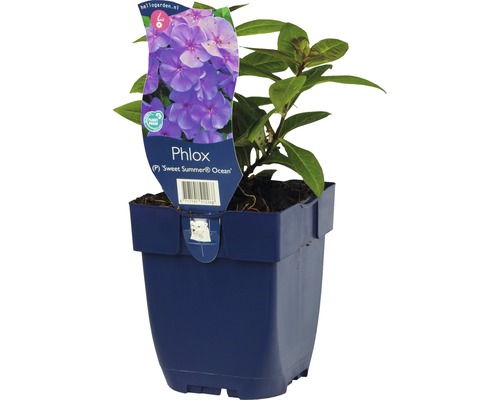 Phlox paniculé FloraSelf Phlox paniculata 'Sweet Summer Ocean' h 5-20 cm Co 0,5 l Phlox ''Sweet Summer Ocean'' en pot