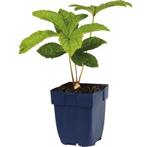 Junge Tellerhortensie im Topf