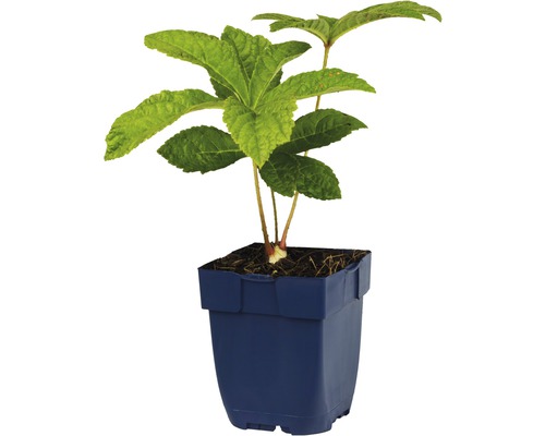Jeune hortensia à feuilles de laurier en pot