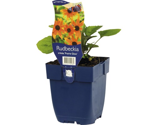 Rudbeckia triloba ''Prairie Glow'' en pot
