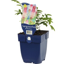 Sanguisorba ''Pink Tanna'' plante en pot