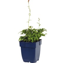 Salicaire plante en pot