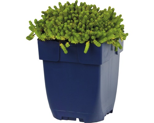 Orpin dans un pot de fleurs