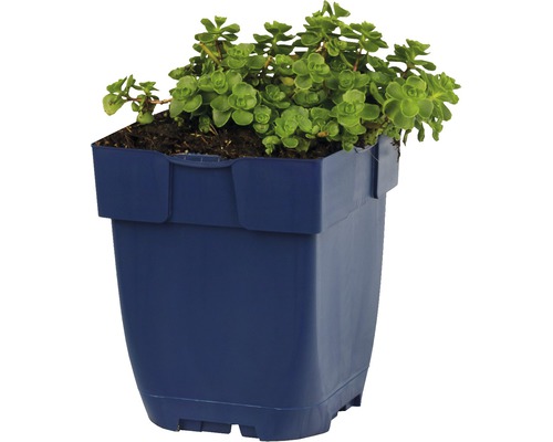 Orpin dans un pot en plastique
