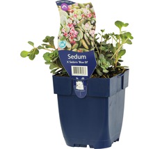 Plante Sedum X Sedoro ''Blue Elf'' en pot