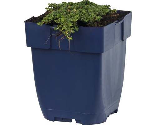 Blumentopf aus Kunststoff mit Pflanze