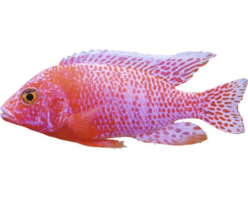 Cichlidé empereur Firefish
