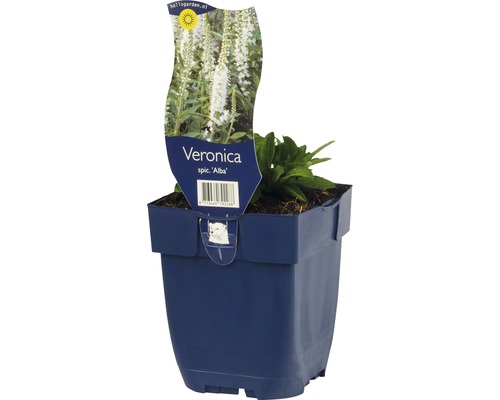 Véronique en épi FloraSelf Veronica spicata 'Alba' h 5-20 cm Co 0,5 l