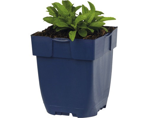 Blumentopf aus Kunststoff mit Bepflanzung