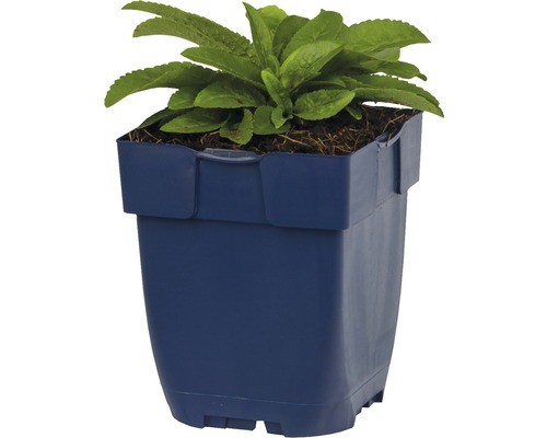 Pflanze in einem Blumentopf