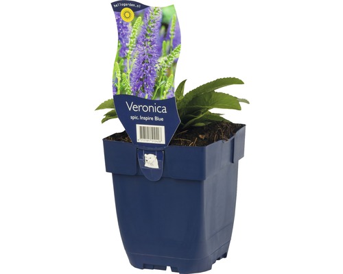Véronique en épi FloraSelf Veronica spicata 'Inspire Blue' h 5-25 cm Co 0,5 l Veronica spicata Inspire Blue en pot