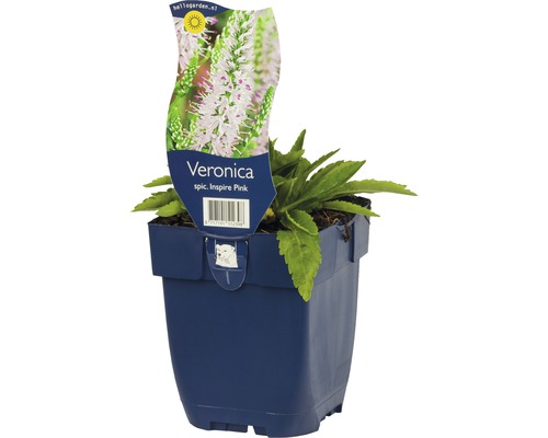 Véronique en épi FloraSelf Veronica spicata 'Inspire Pink' h 5-25 cm Co 0,5 l Plante Veronica Inspire Pink en pot