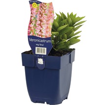 Véronique de Virginie bleue ''Erica'' en pot