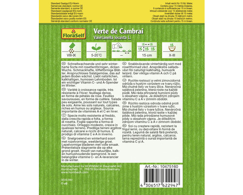 Verte de Cambrai Mâche variété à graines