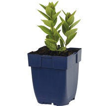 Hortensia de jardin en pot