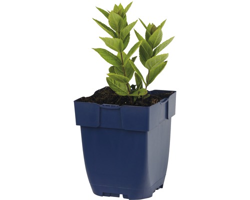 Gartenhortensie im Pflanztopf