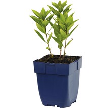 Hortensia en pot